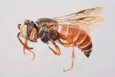 [Caenoprosopis crabronina male (lateral/side view) thumbnail]